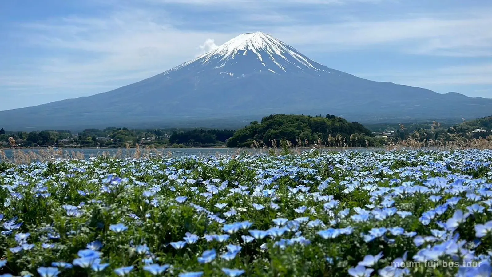 Mount Fuji Group Bus Tour from Tokyo — photo from the booking listing, Mount Fuji, Kawaguchiko