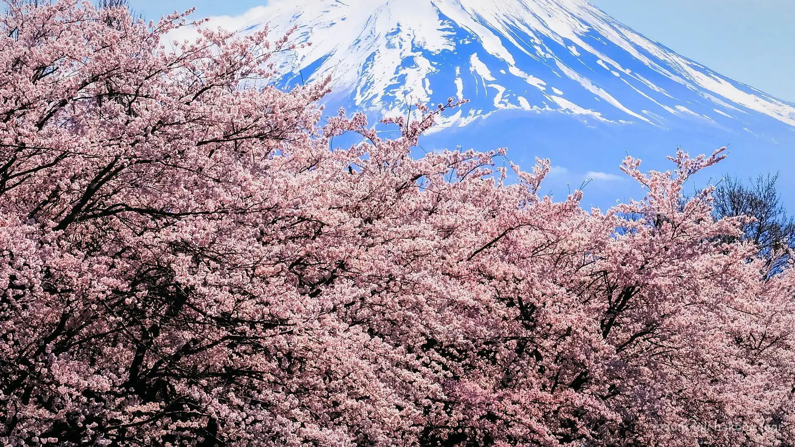 Mount Fuji + Hakone Combo Tour — photo from the booking listing, Mount Fuji, Kawaguchiko